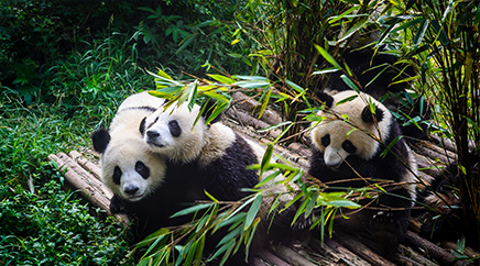 Deal to Chengdu China