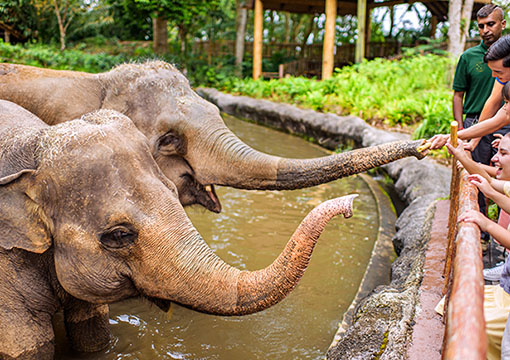  Singapore Airlines Exclusive Offers^ for Mandai Wildlife Reserve
