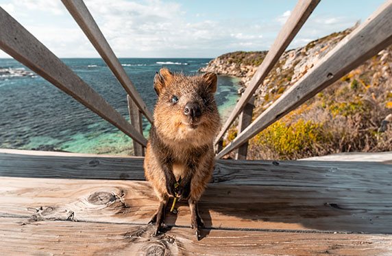 Quokka