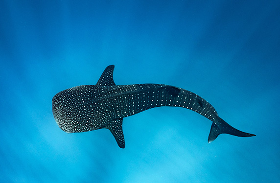 Sicht von oben auf einen Walhai der im Meer schwimmt