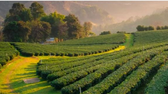 Chiang Rai Singapore Airlines Scoot