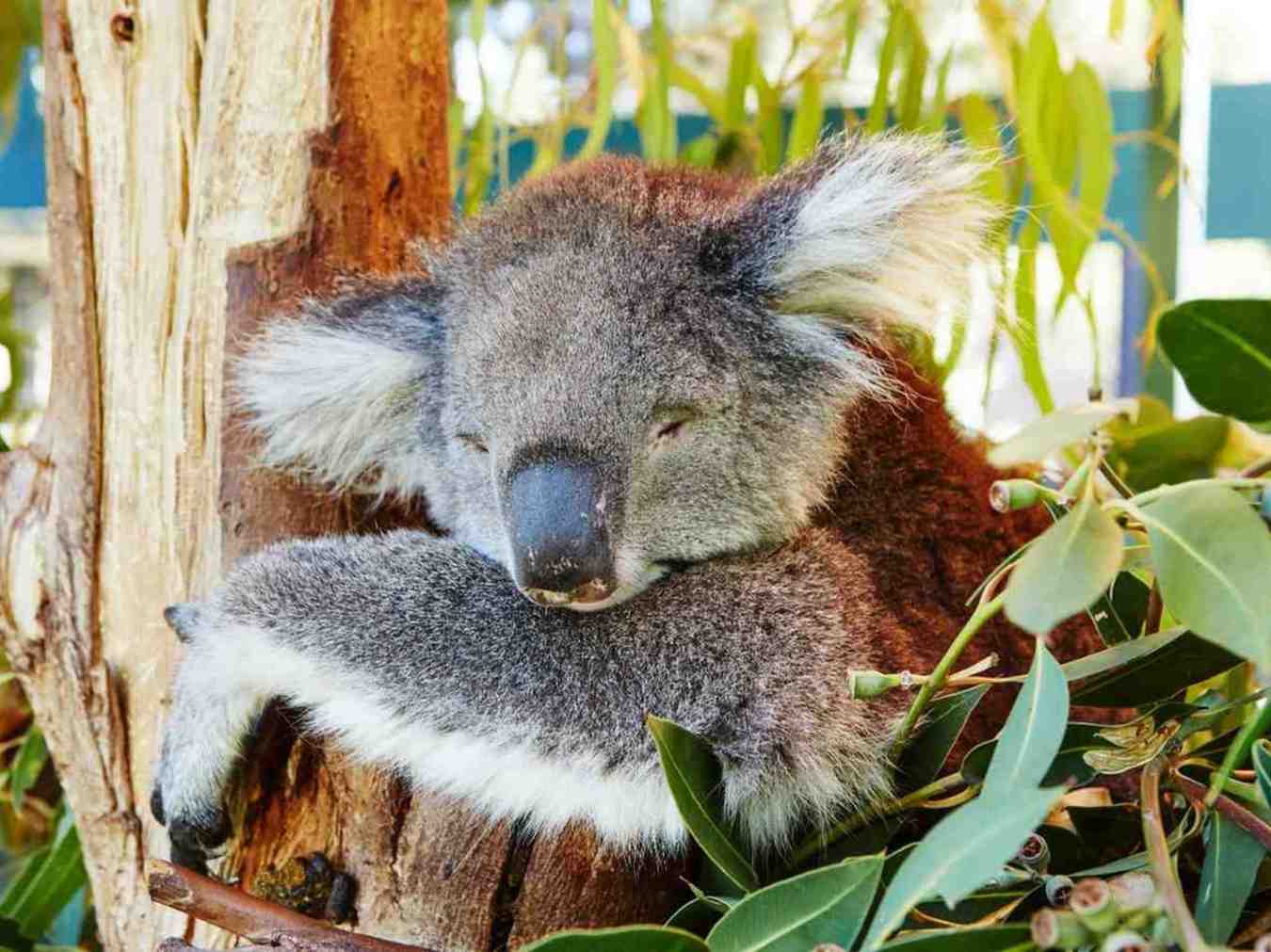 Caversham Wildlife Park