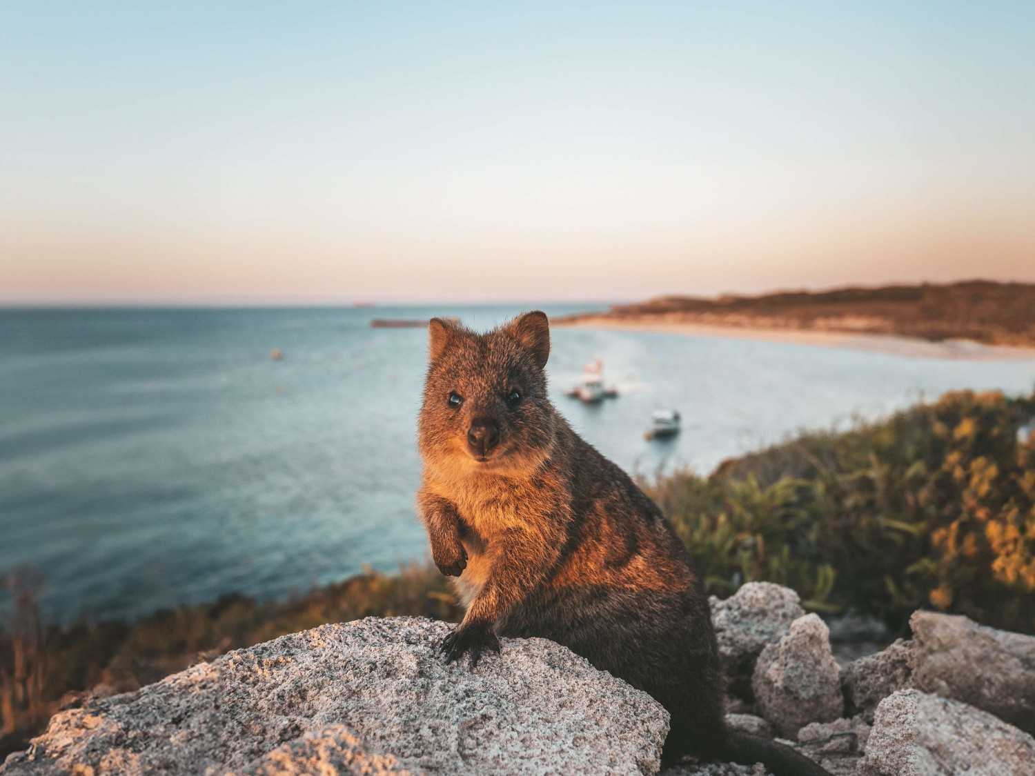 Rottnest Island