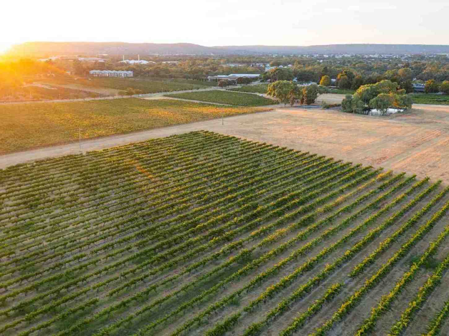 Swan Valley
