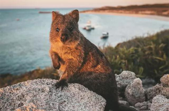 Rottnest Island