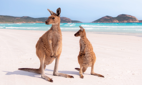 Top wildlife experiences