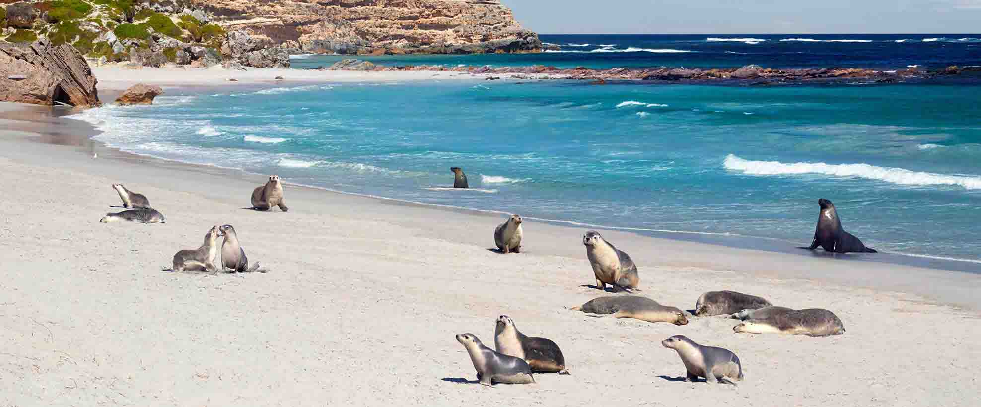 Flüge nach Adelaide mit Singapore Airlines