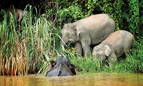 Sabah’s Wild Adventure