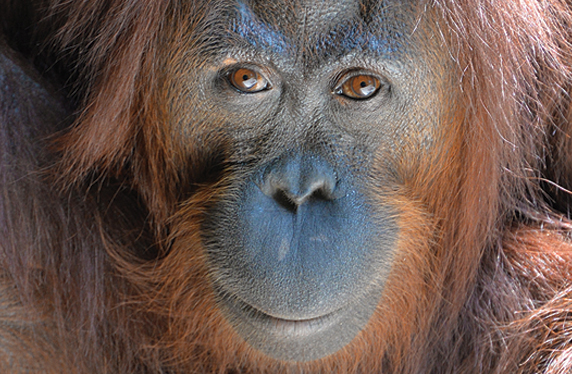 OrangUtang