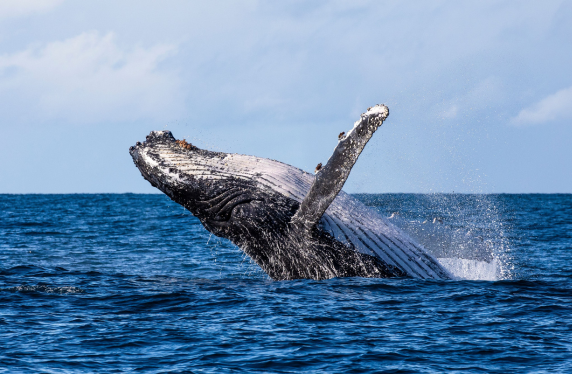 Jervis Bay Whale