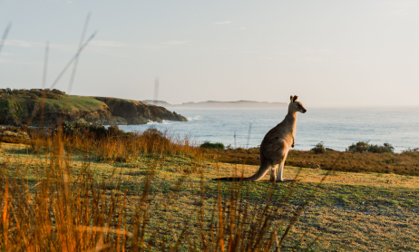 sydney-nsw-kangaroo