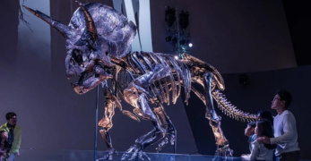 melbourne museum